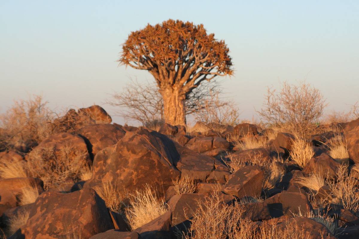 quiver aloe tree quiver aloe tree