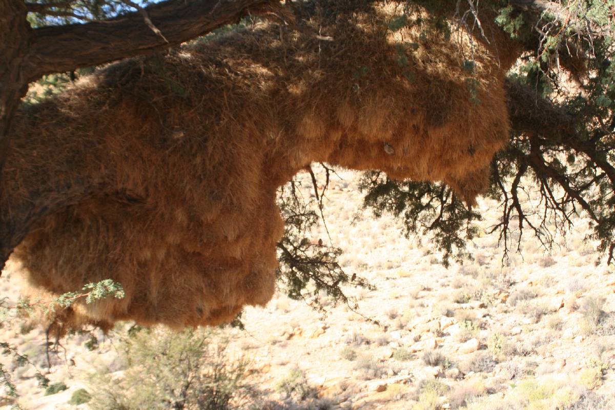 social weaver nest social weaver nest