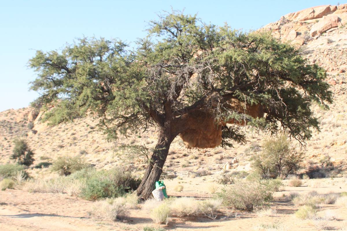 social weaver nest social weaver nest
