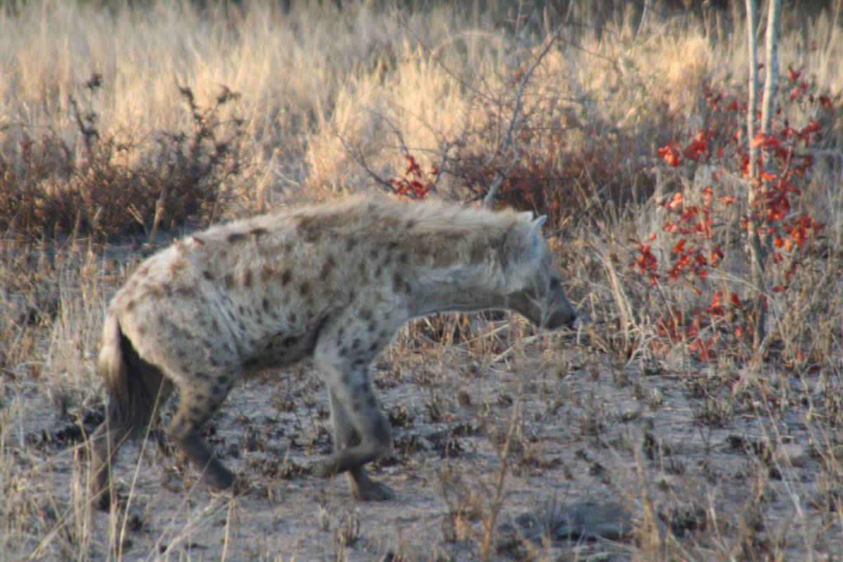 spotted hyena spotted hyena