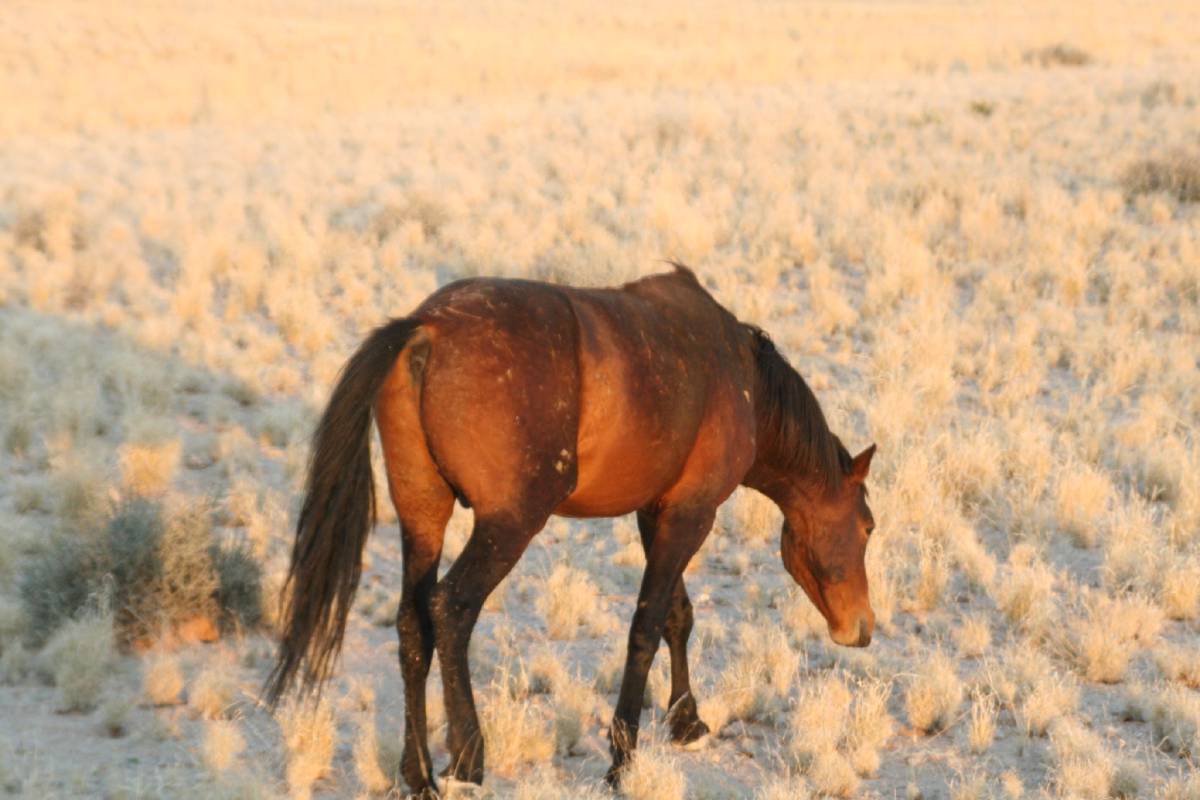 wild desert horse wild desert horse