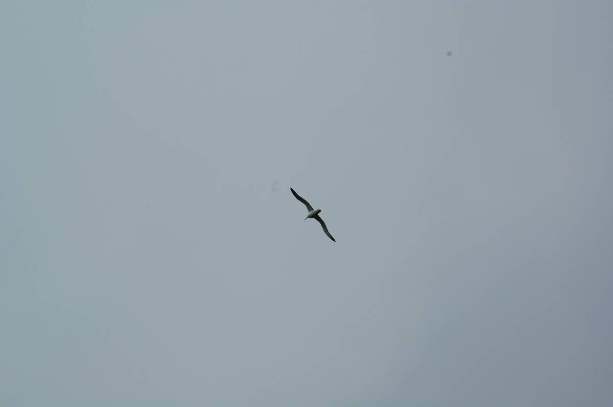 albatross at otago albatross at otago