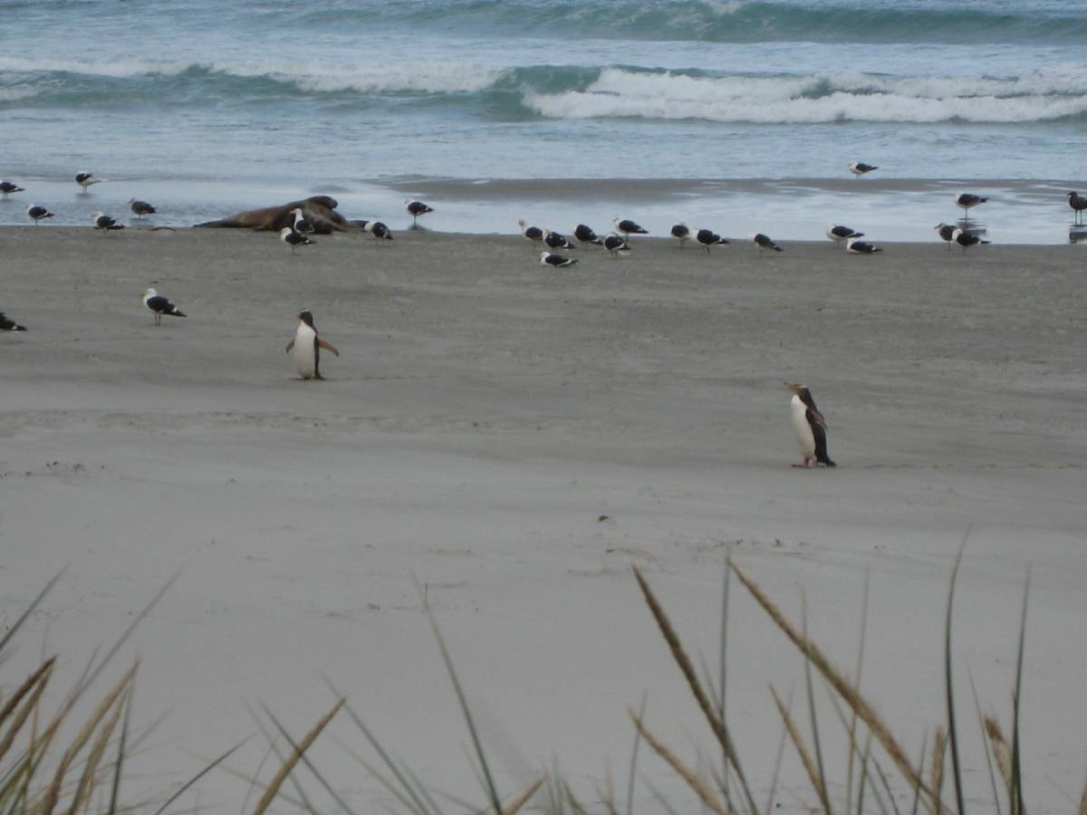 Penguin coming out of the surf Penguin coming out of the surf