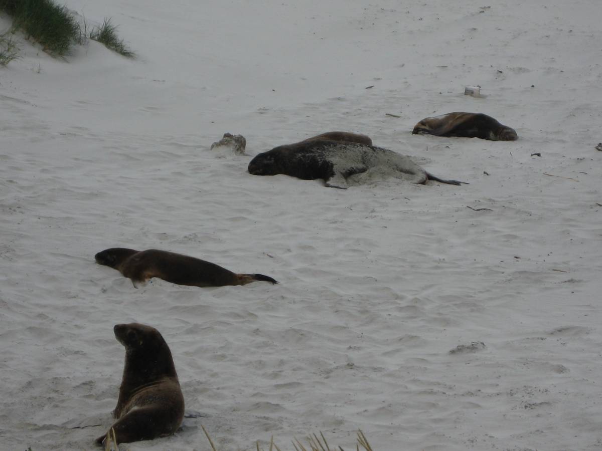 fat sea-lions fat sea-lions