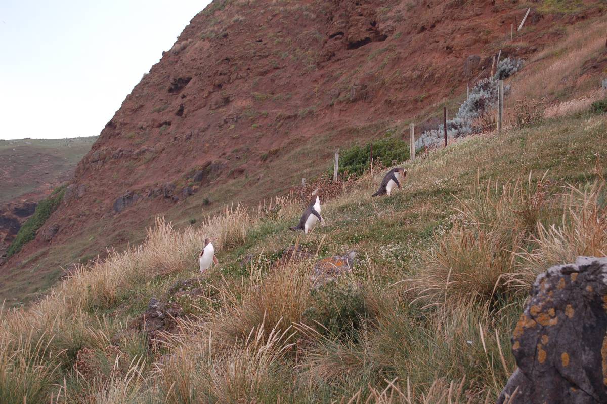 Penguin heading home Penguin heading home