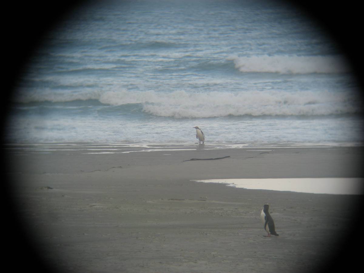 i spy penguins i spy penguins