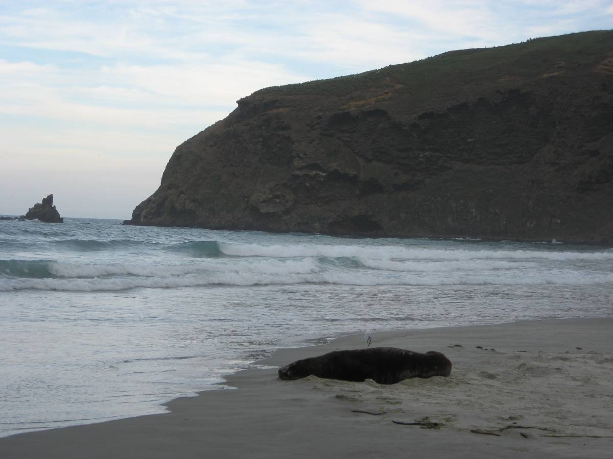 lazy sea-lion with cliff lazy sea-lion with cliff