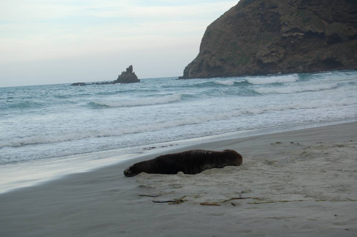 lazy sea-lion lazy sea-lion
