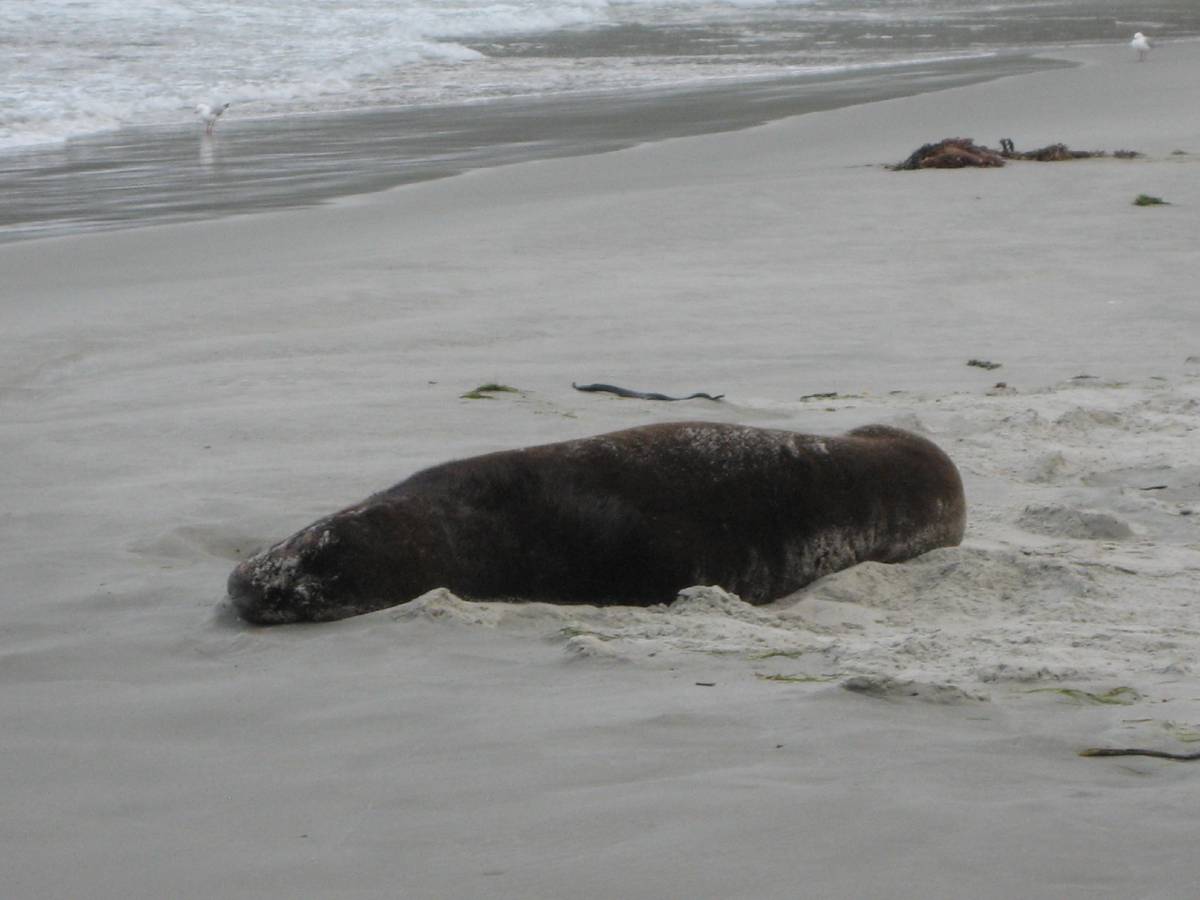 lazy sea-lion lazy sea-lion