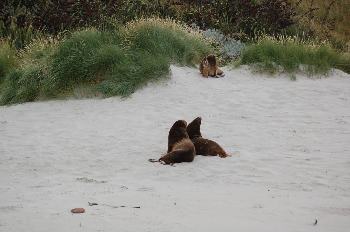 lazy sea-lions lazy sea-lions