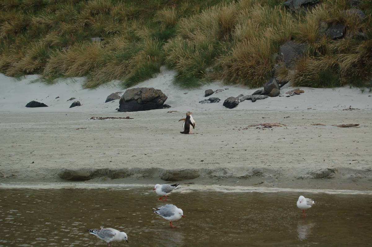 penguins cleaning penguins cleaning
