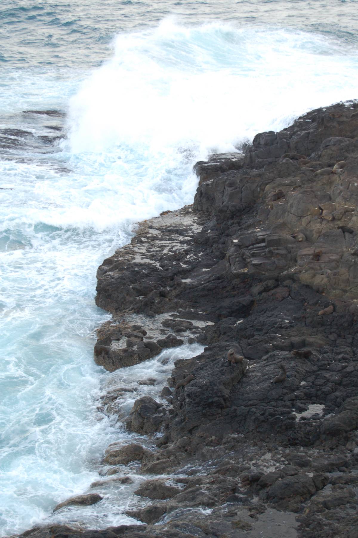 seal rock seal rock
