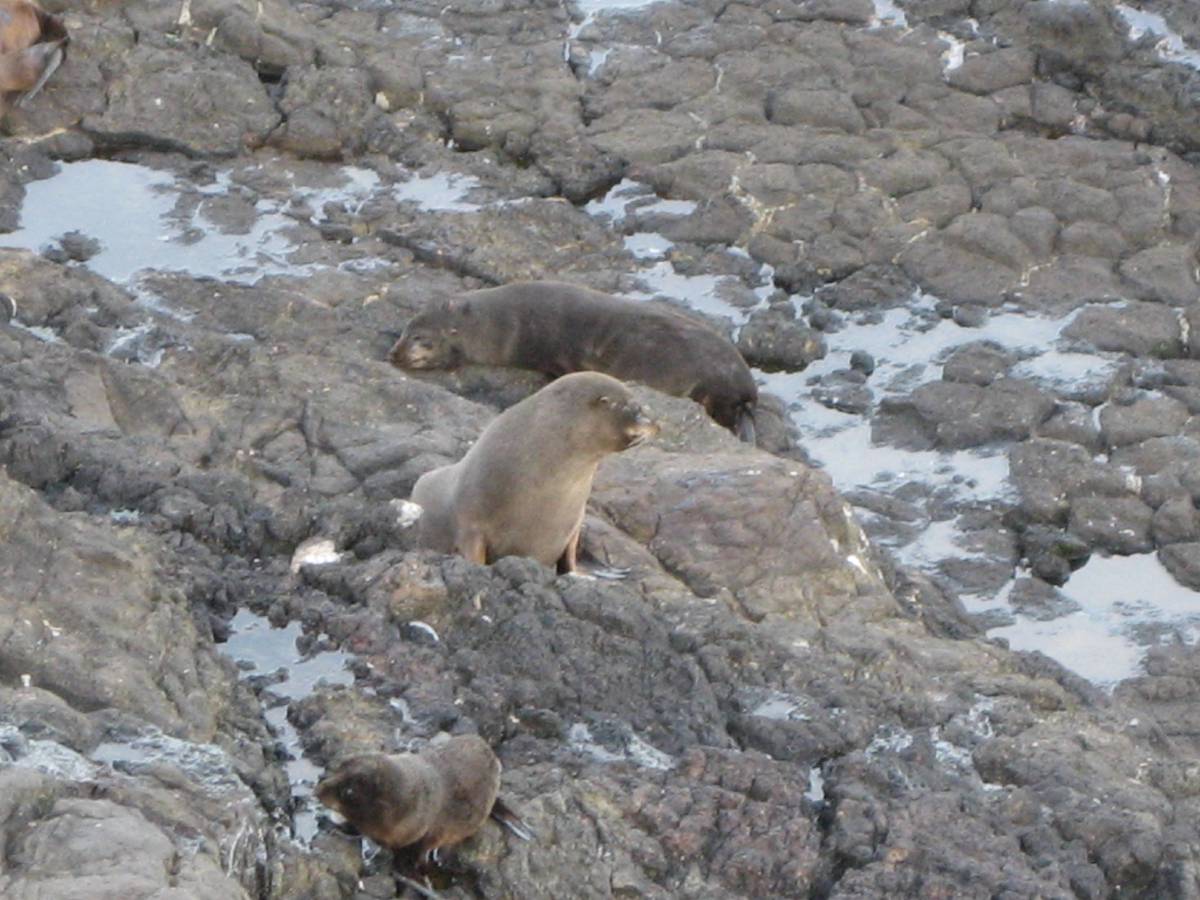 sleepy somewhat active seals sleepy somewhat active seals