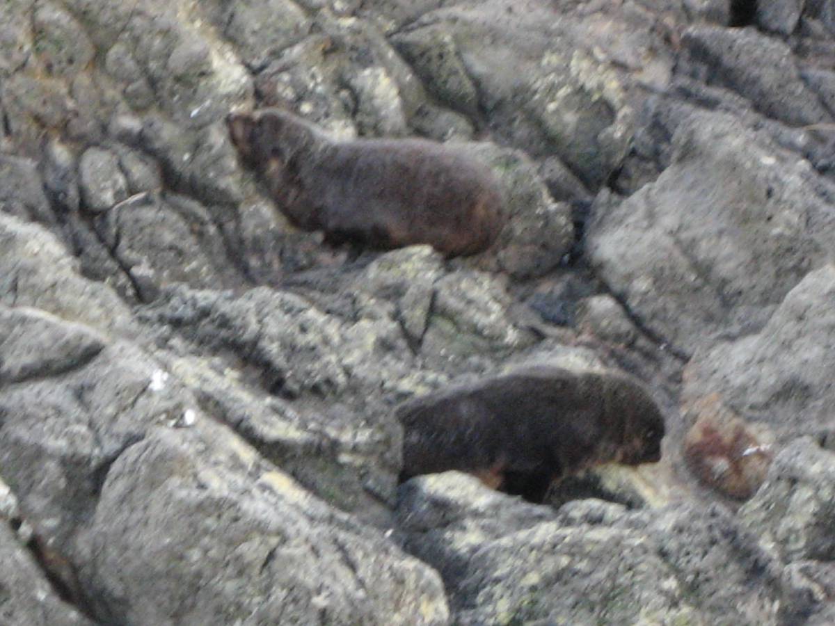 sleepy seals sleepy seals