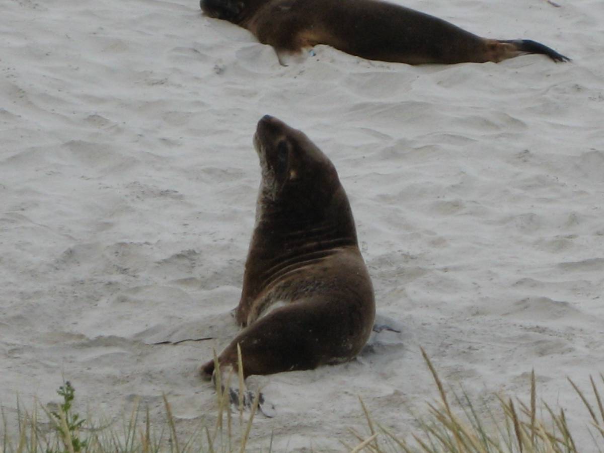 somewhat active sea lion somewhat active sea lion