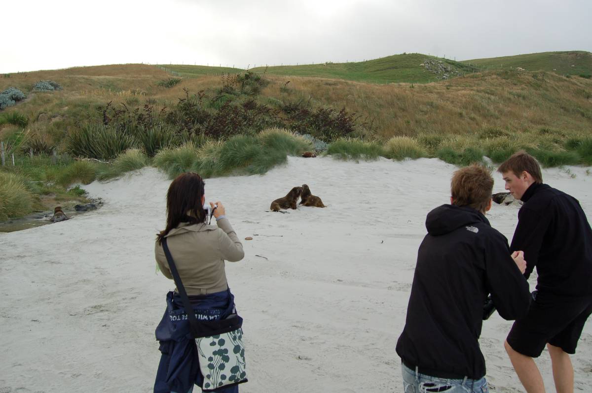tourists and sea-lions tourists and sea-lions