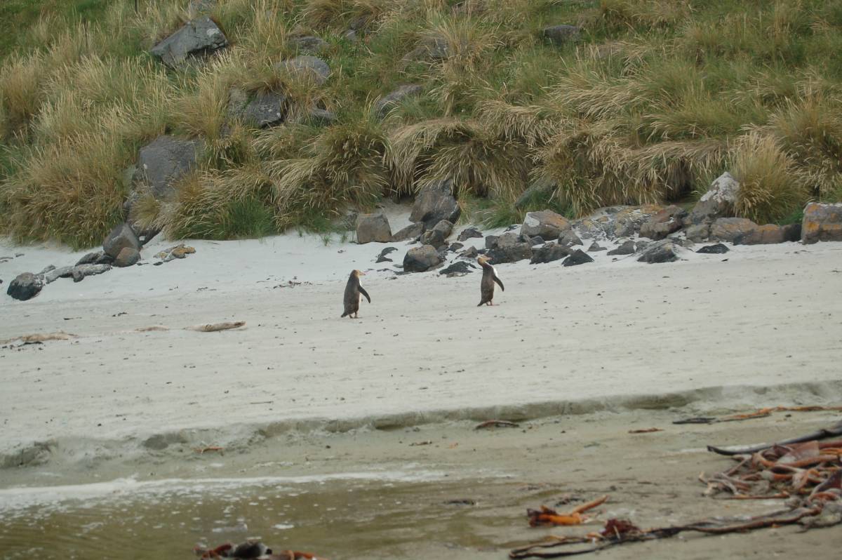two penguins two penguins