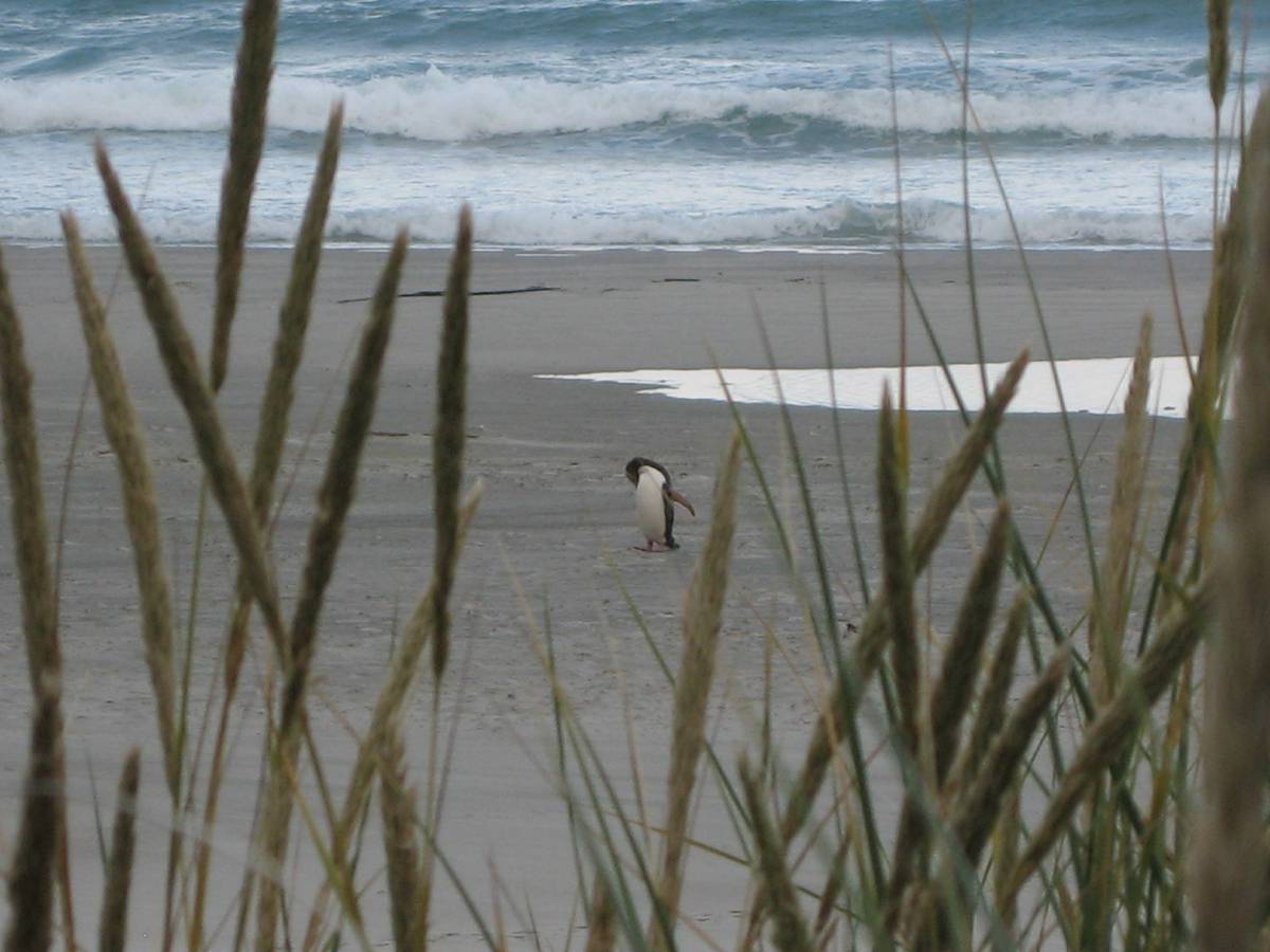 yellow penguin cleaning yellow penguin cleaning