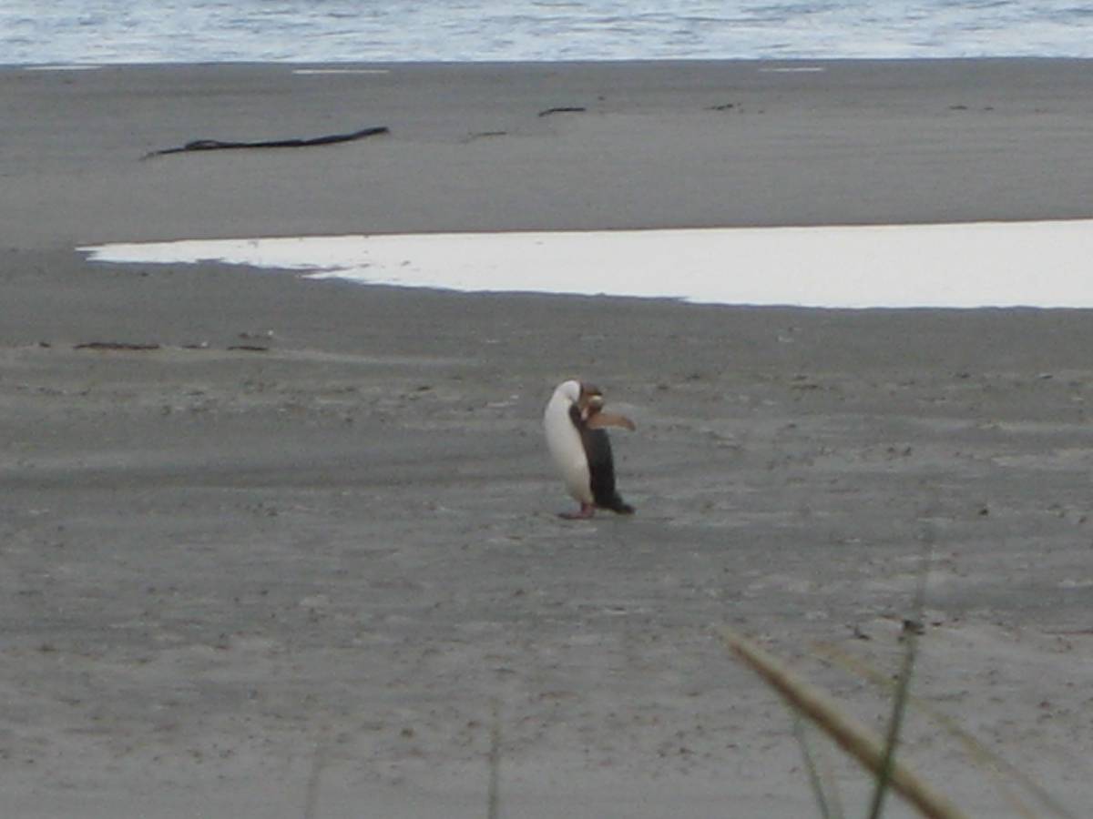 yellow penguin cleaning yellow penguin cleaning