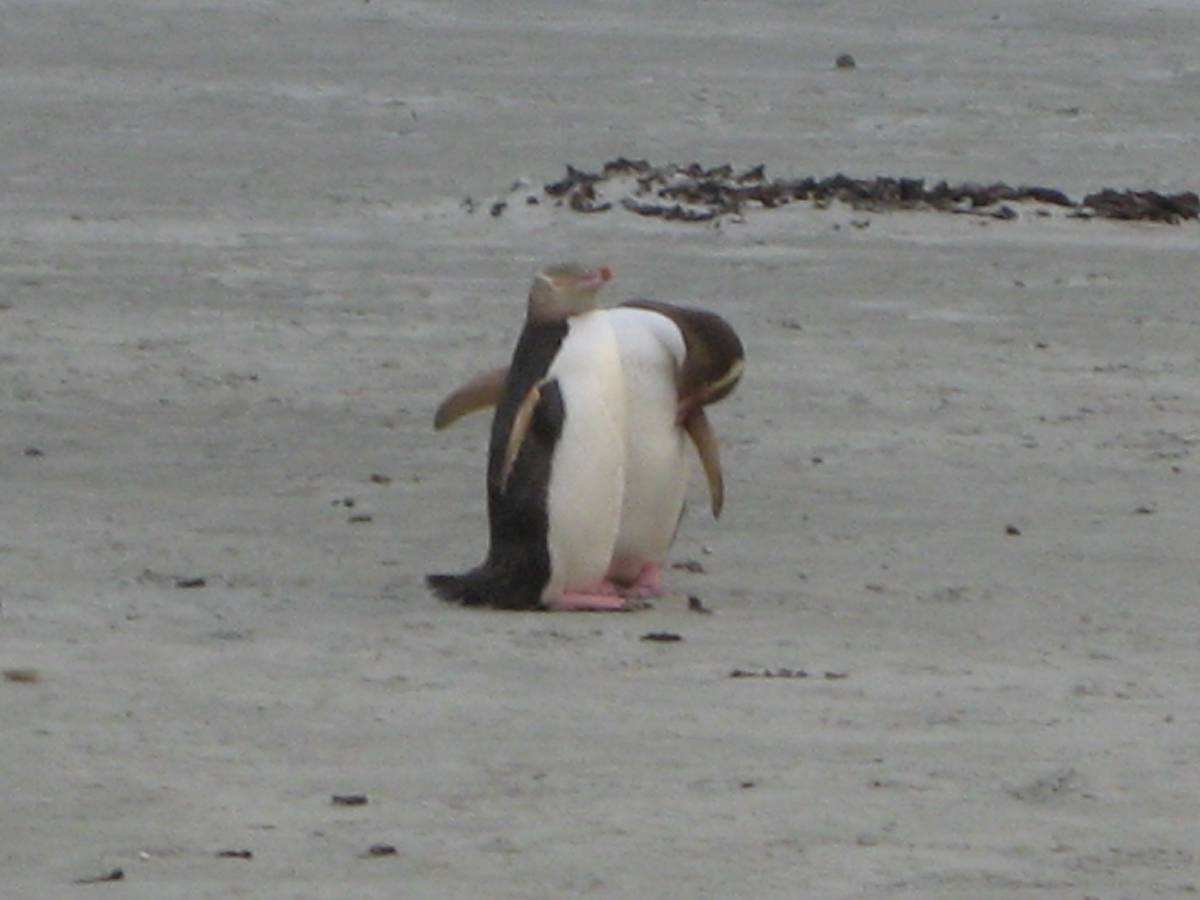 yellow penguin cleaning yellow penguin cleaning