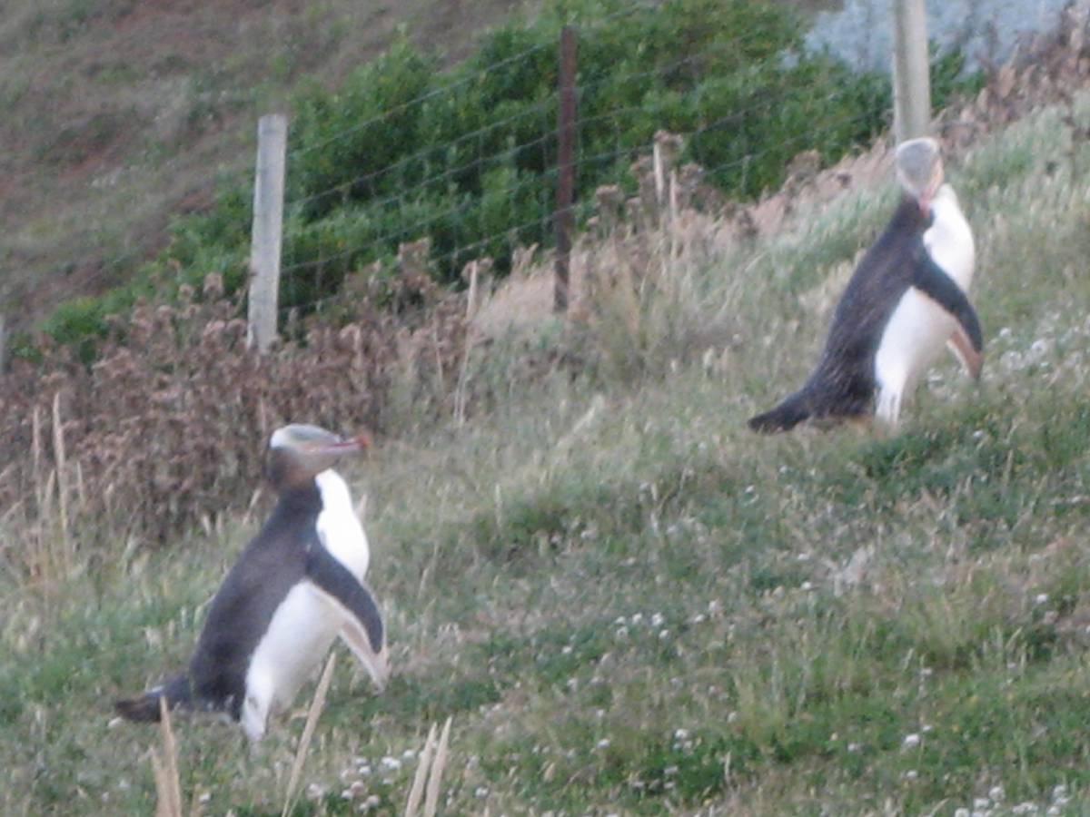 yellow penguin headed home yellow penguin headed home