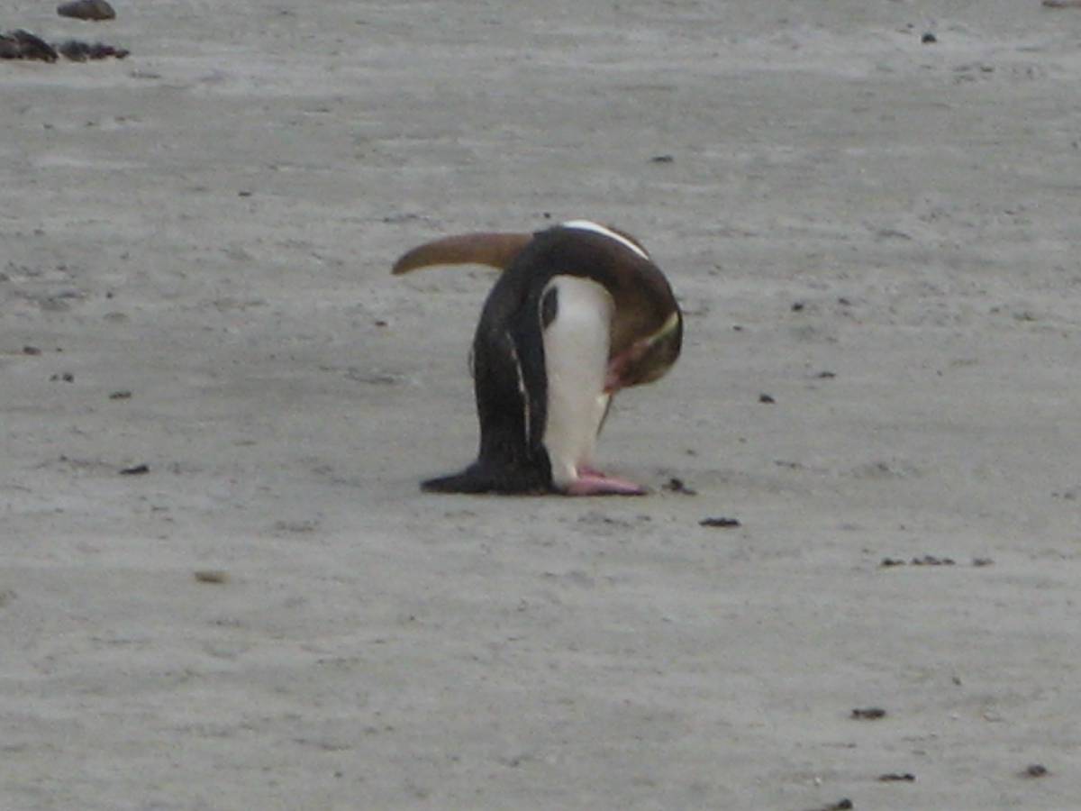 yellow penguin cleaning yellow penguin cleaning