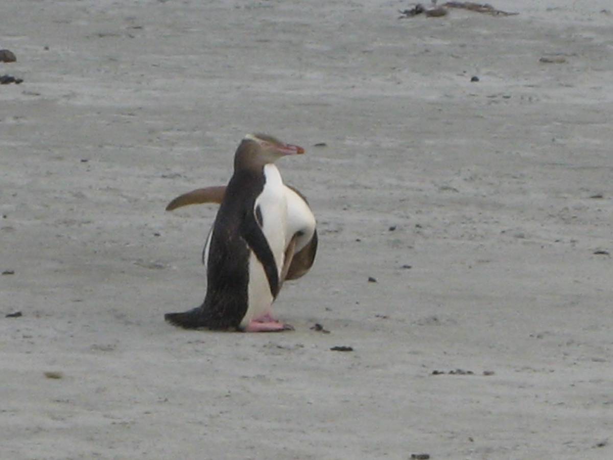 yellow penguin cleaning yellow penguin cleaning