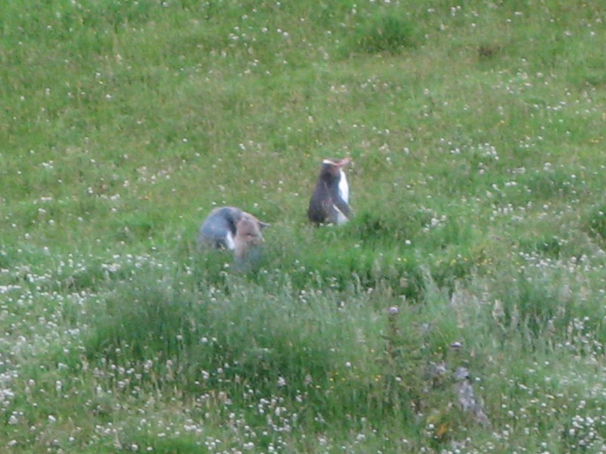 yellow penguin in the bush yellow penguin in the bush