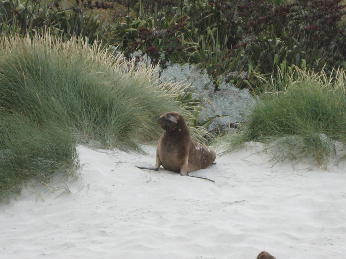 young sea-lion young sea-lion