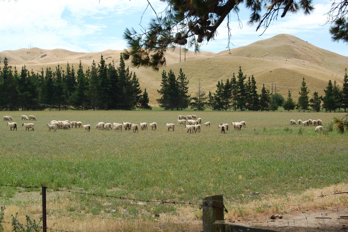 east coast grazing east coast grazing