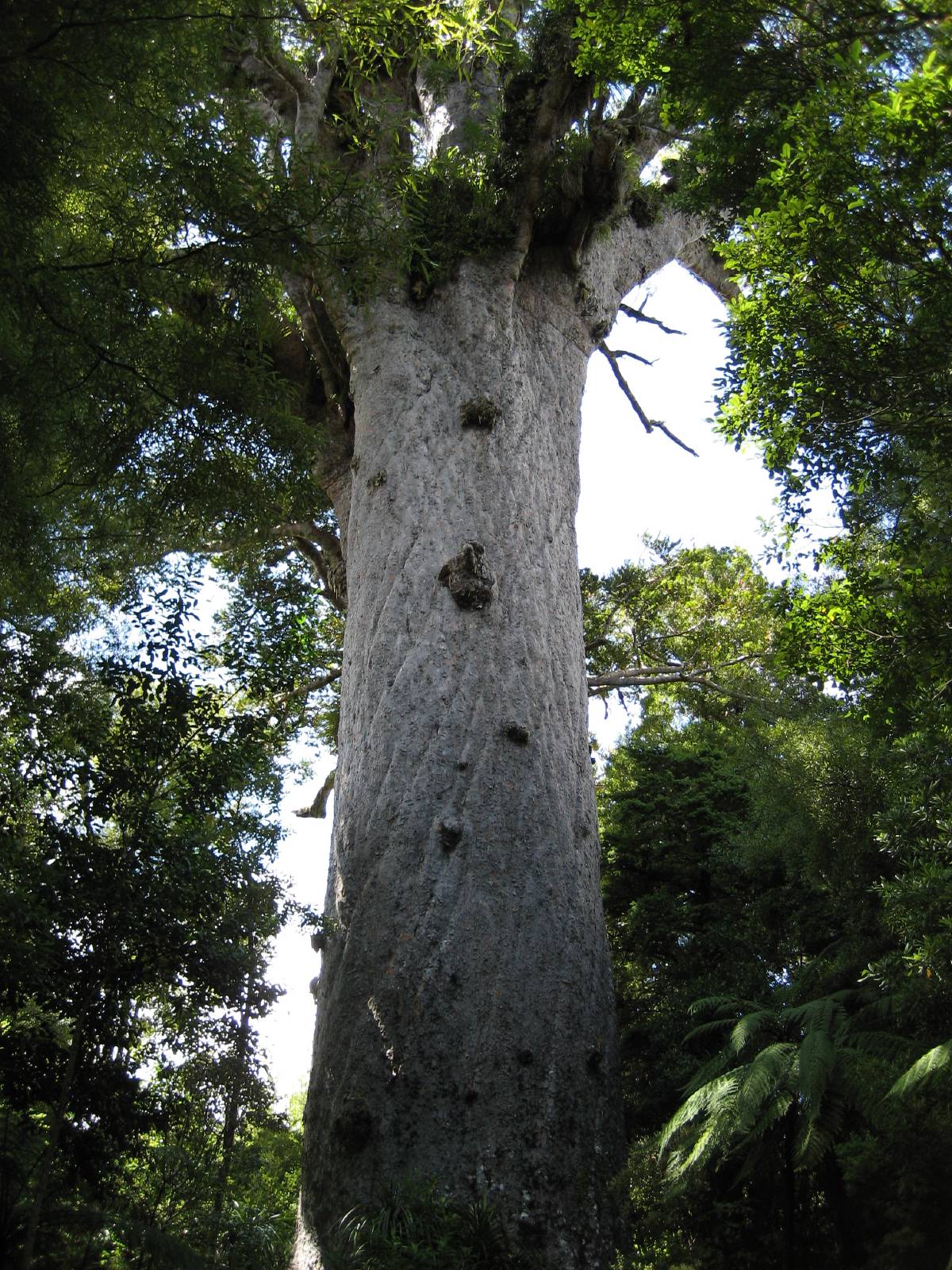 big kauri tree big kauri tree