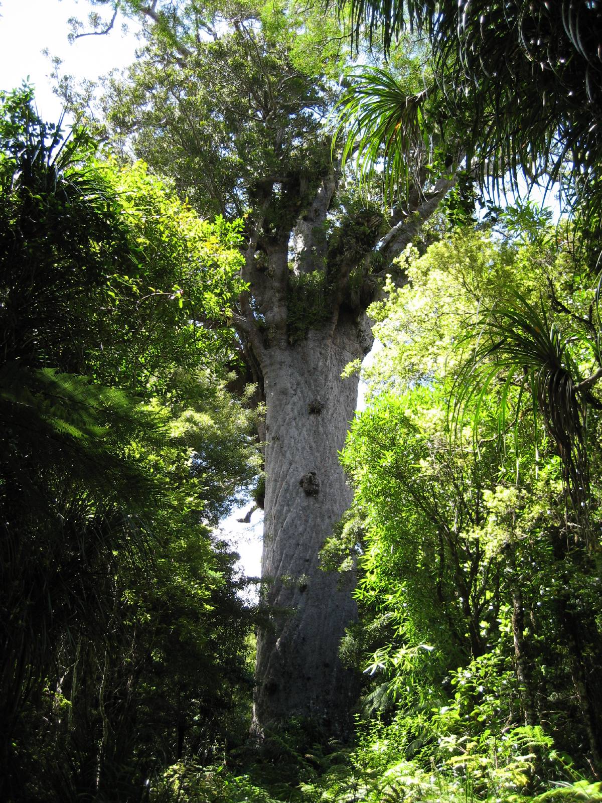 big kauri tree big kauri tree