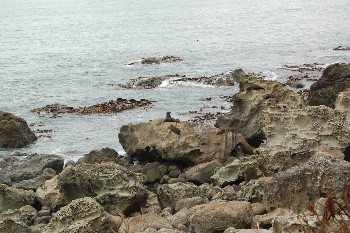 seal colony seal colony