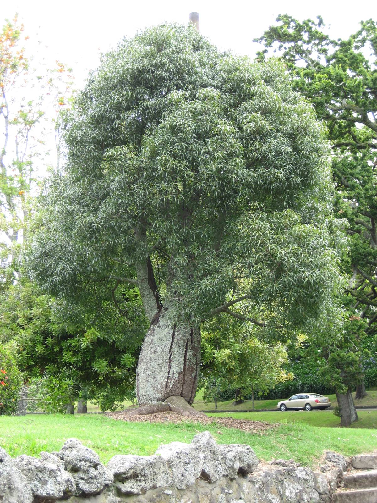 crazy tree at the auckland domain crazy tree at the auckland domain