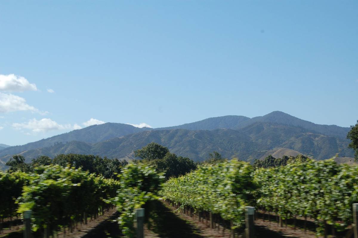 marlborough wine country marlborough wine country