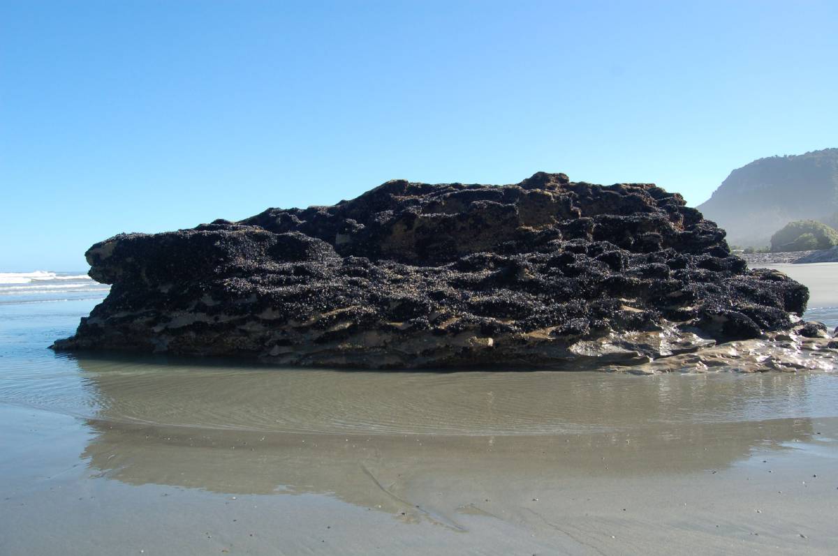 mussel covered rock mussel covered rock