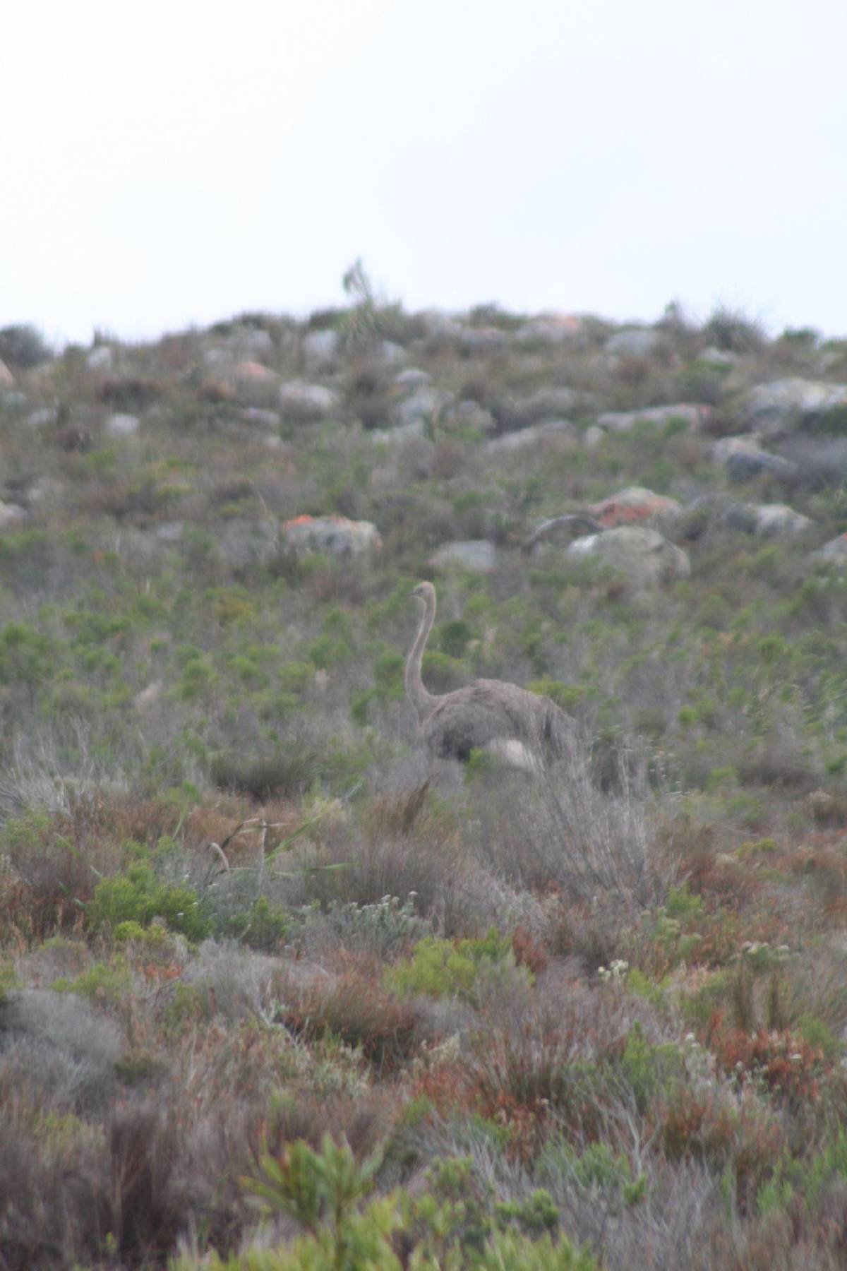 ostrich at cape of good hope ostrich at cape of good hope
