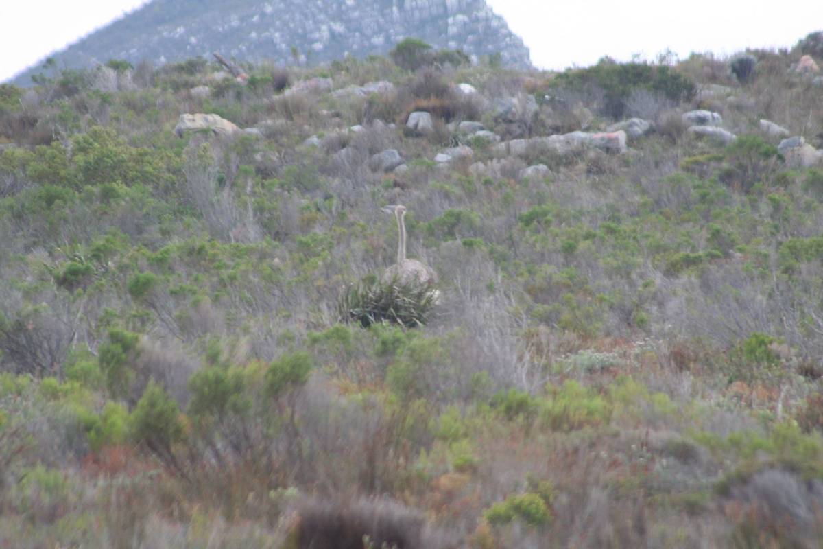 ostrich at cape of good hope ostrich at cape of good hope