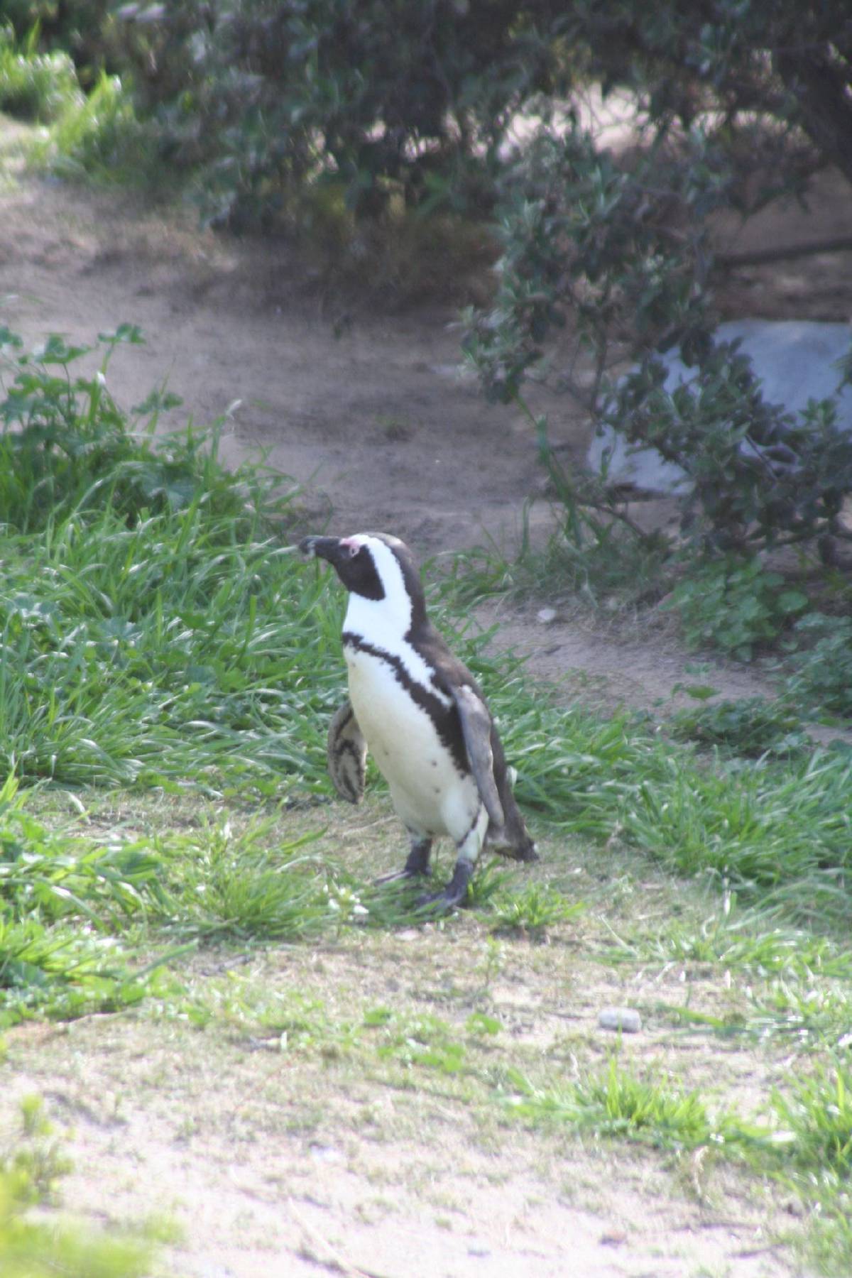 african penguins african penguins