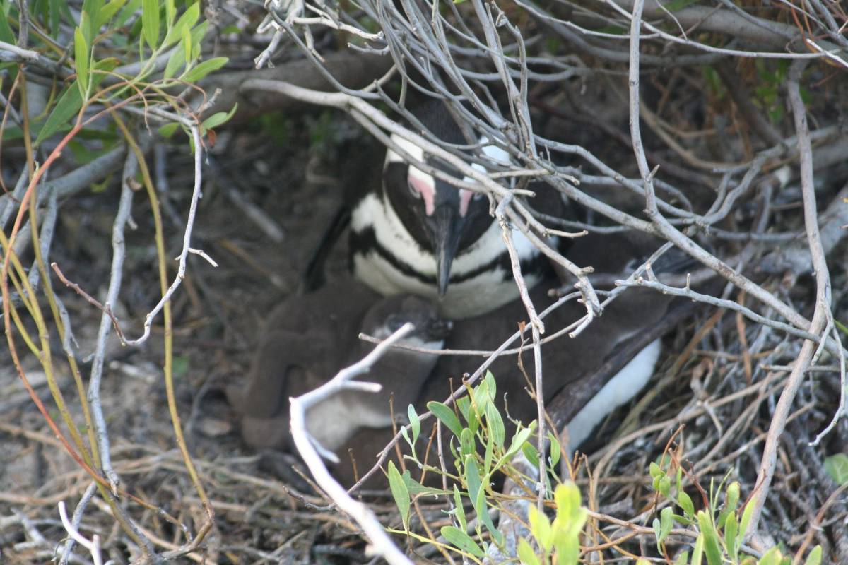 african penguins african penguins