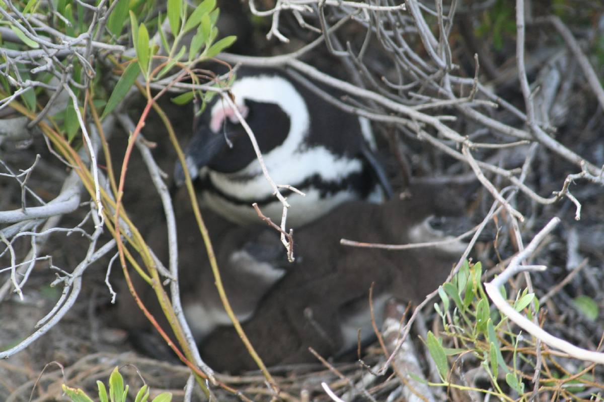 african penguins african penguins