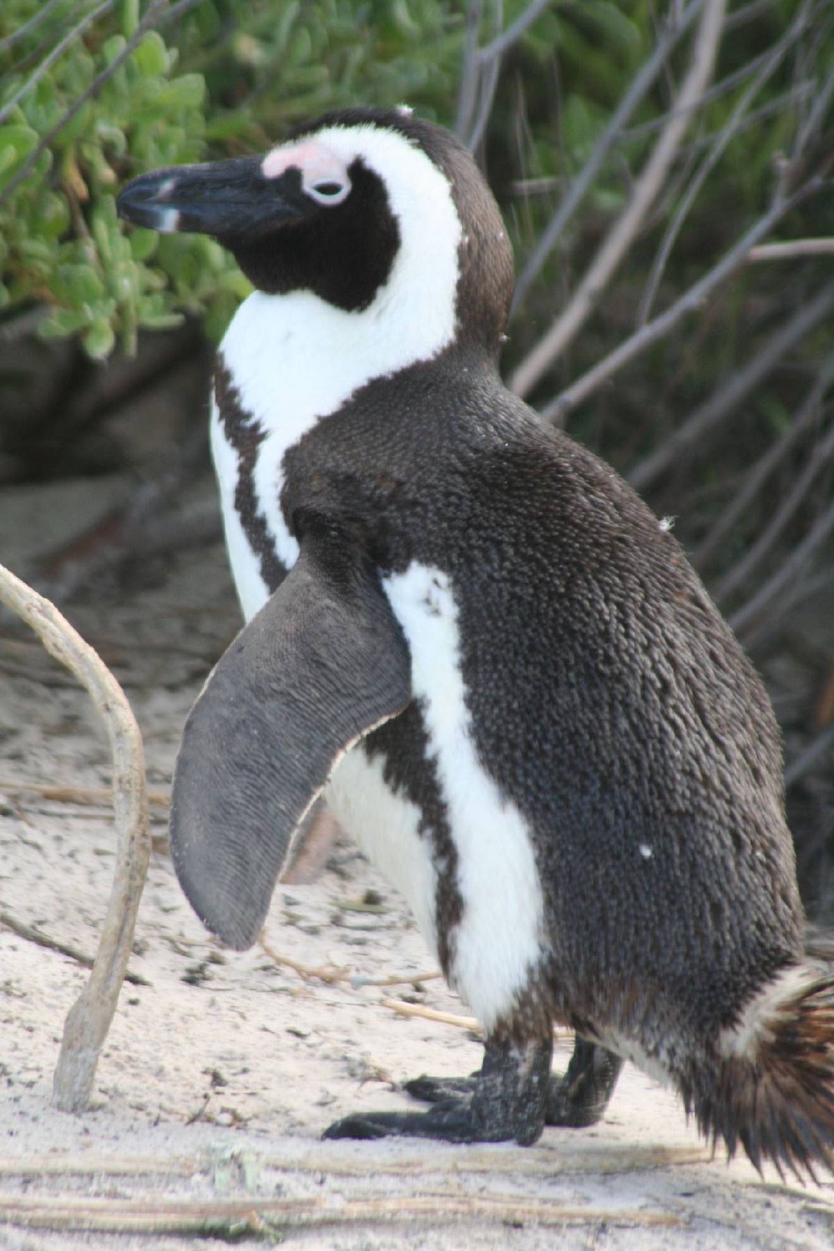 african penguins african penguins