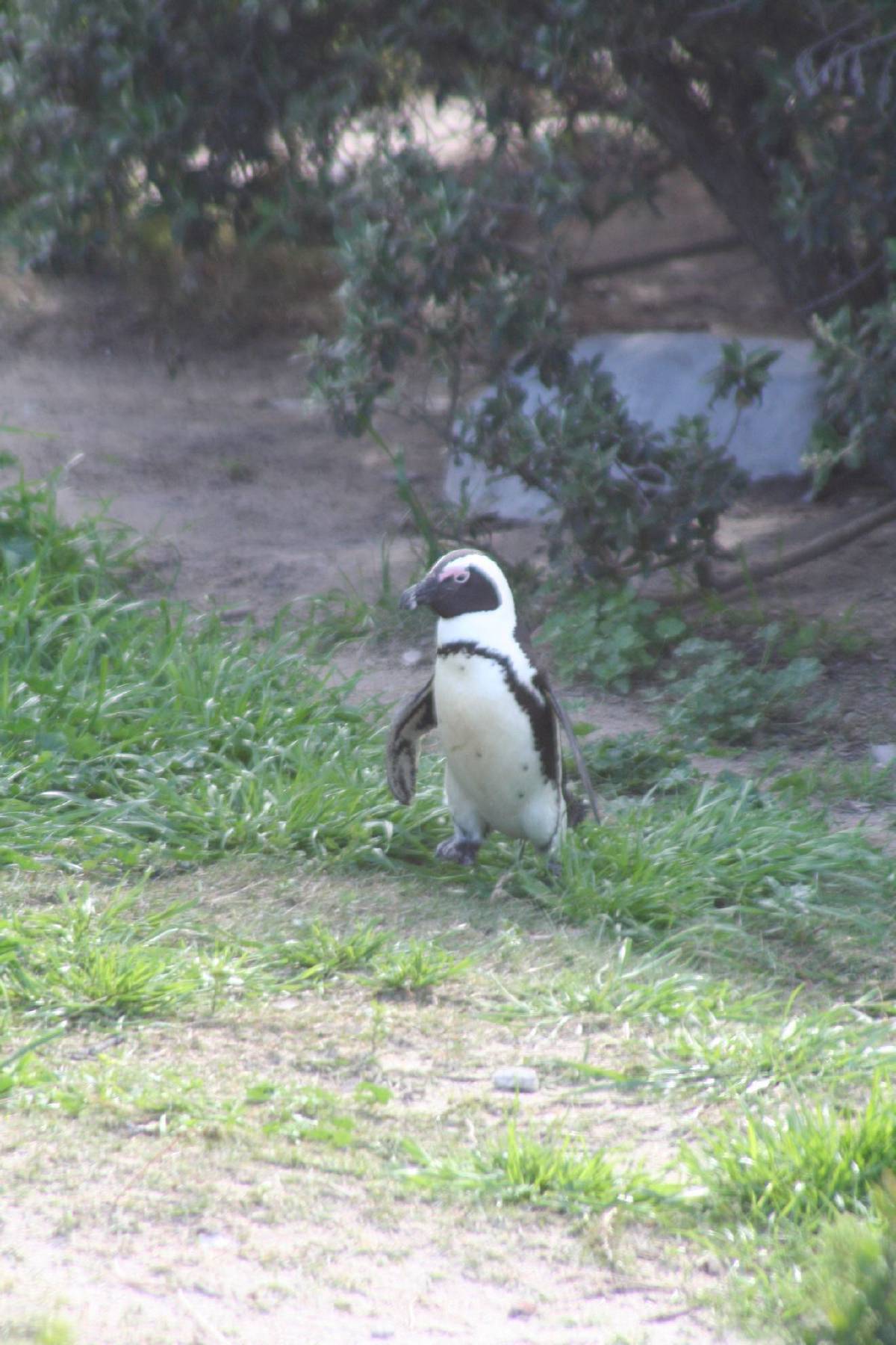 african penguins african penguins