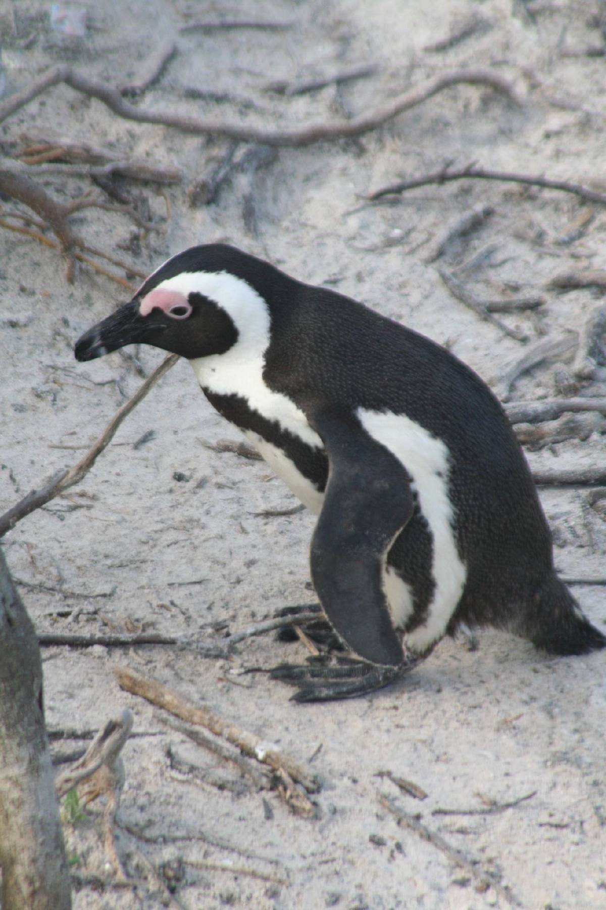 african penguins african penguins