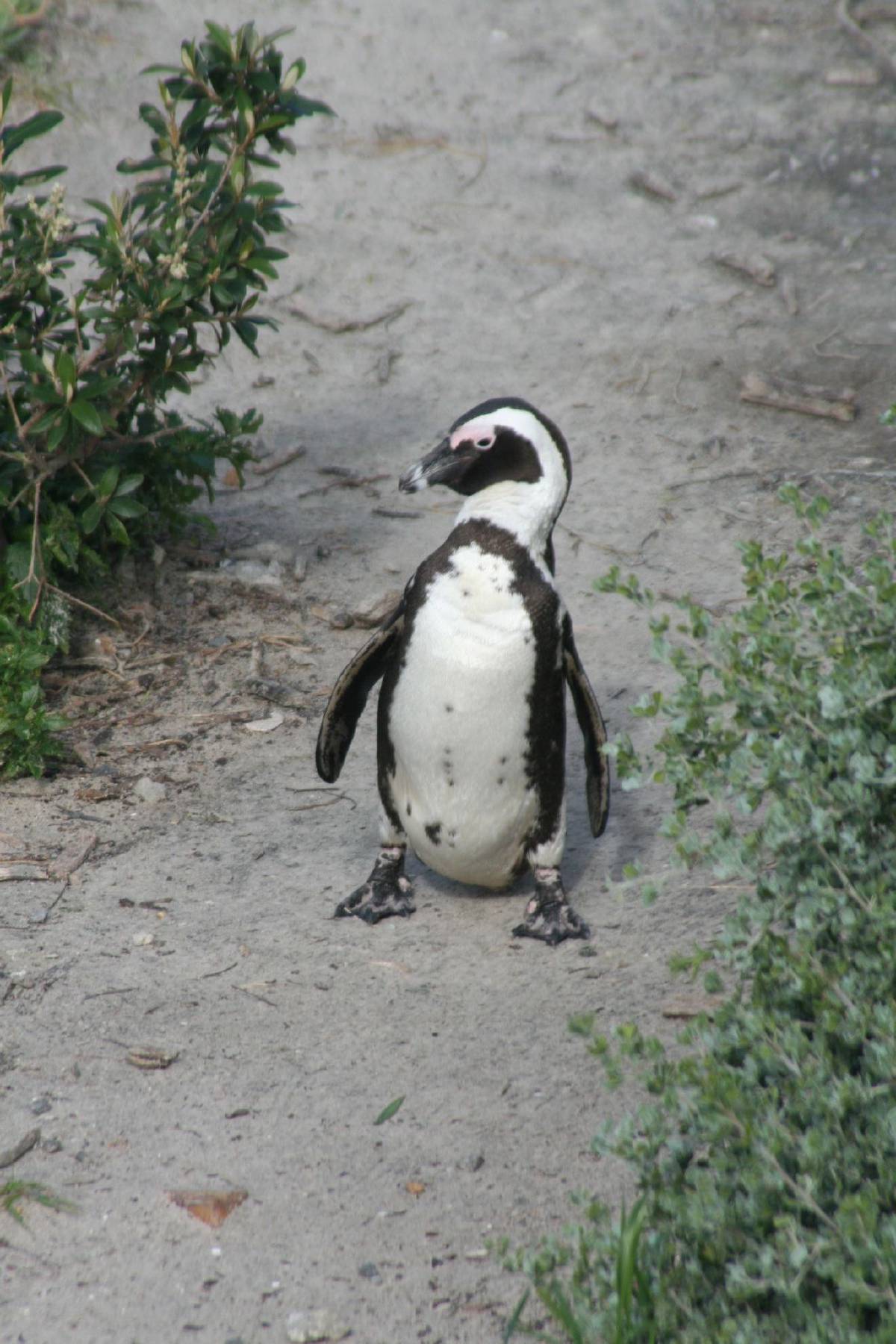 african penguins african penguins