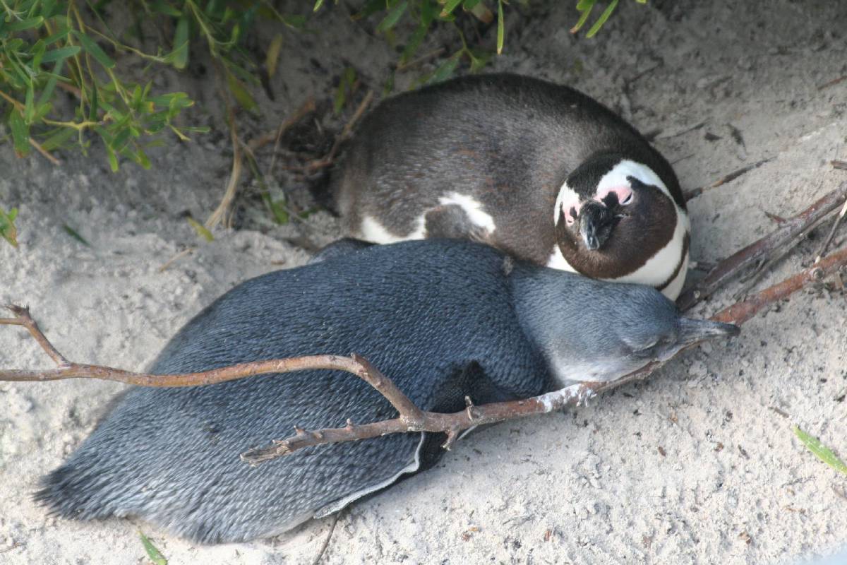 african penguins african penguins