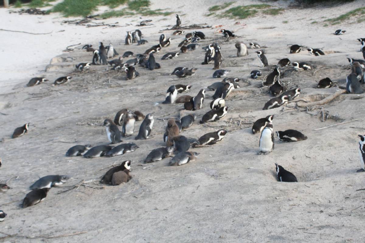african penguins african penguins