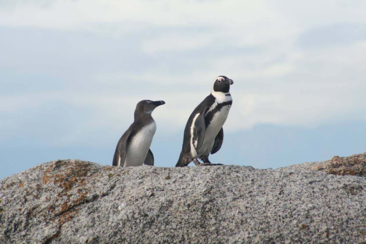 african penguins african penguins