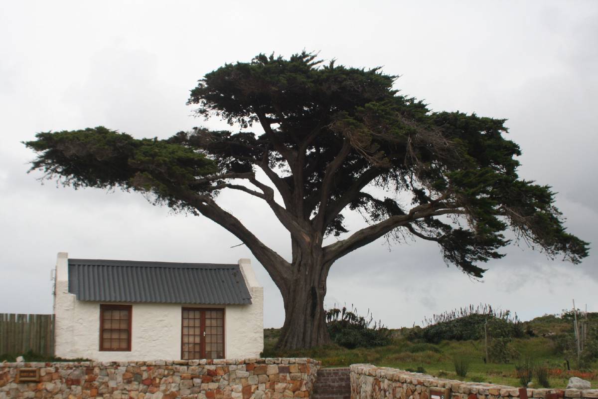 cape of good hope cape of good hope