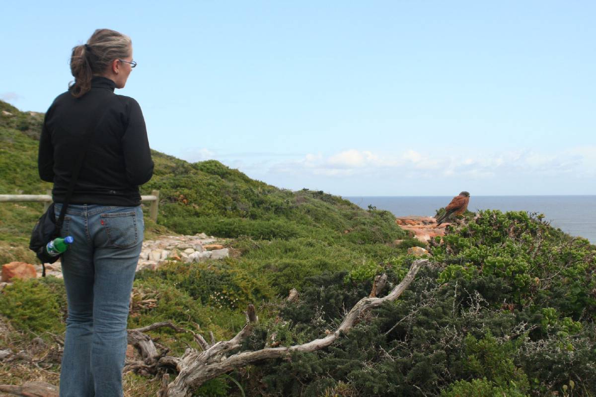cape of good hope cape of good hope